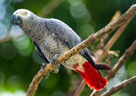 Parrot